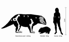 Ученые обнаружили вымерших родственников вомбатов и коал Они весили больше тонны