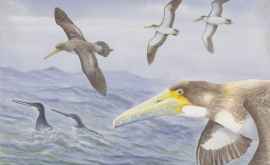 Обнаружен один из самых древних видов птиц