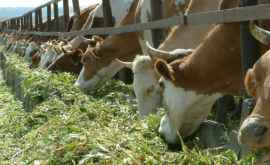Antreprenorii turci vor să deschidă o fermă de lactate în Găgăuzia