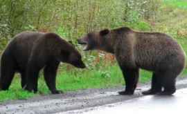 Pe rețelele de socializare a apărut un videoclip cu lupta dintre doi urși Grizzly 