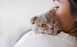 Биологи оценили привязанность кошек к человеку