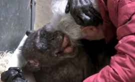Un cimpanzeu în vîrstă de 59 de ani nu șia putut ține emoțiile cînd a văzut un vechi prieten VIDEO