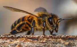 Город в Австралии подвергся нашествию пчел ВИДЕО