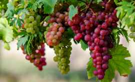 Дожди затянут уборку винограда в Молдове
