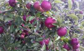В этом году нас ждет богатый урожай яблок