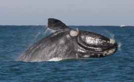 Biologii au învățat să cîntărească balenele netede după fotografiile cu drona