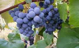 Экспорт винограда зависит от спроса в Румынии и Польше 