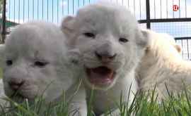 Pui de leu alb sau născut în China