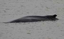 В Темзе заметили редкого горбатого кита