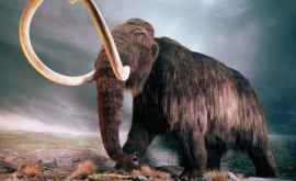 Исследование шерстистые мамонты вымерли 4 тыс лет назад