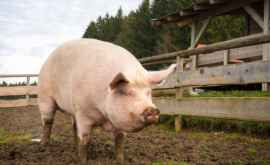 Porcii pot folosi instrumente oamenii de știință