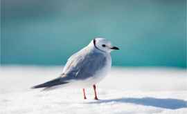 Сезон размножения некоторых птиц изменился изза глобального потепления