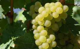 Названа главная польза винограда