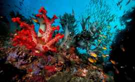 Впервые найдены воскресшие кораллы