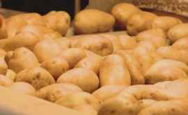 В селе Рышкова проходит Фестиваль картофеля