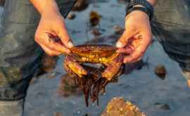 Crabi care trăiesc în Tamisa sau dovedit a fi plini cu plastic