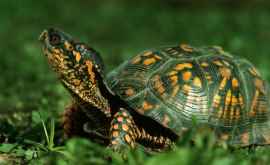 O rețea de traficanți de țestoase destructurată în SUA