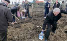 26 октября в Молдове пройдет Национальный день озеленения 