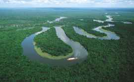Амазонские джунгли могут самоуничтожиться
