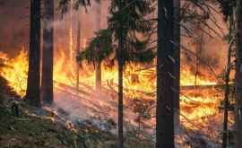 IA a învățat să identifice repede incendiile de pădure