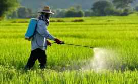 Более 1600 земельных участков загрязнены пестицидами
