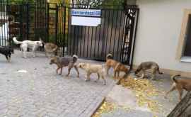 По центру столицы бегает стая агрессивных собак ФОТО