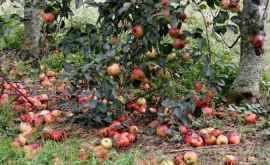 Тонны яблок гниют в садах