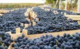  Виноградари заложили на хранение меньше винограда