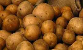 В этом году урожай картофеля больше чем в 2018 году