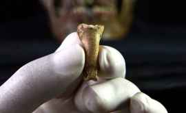 Arheologii au găsit un colier neandertal din gheară de vultur