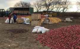 Grămezile de mere de la Dondușeni vor fi cumpărate de către o fabrică din Edineț