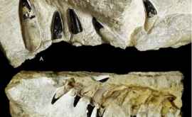 În Polonia a fost găsită fosila unui monstru marin 