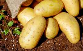 Кто может импортировать картофель в Молдову