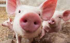 Un nou caz de pestă porcină confirmat la Hîncești