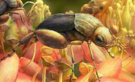 Descoperire Insectele au început să polenizeze florile cu 50 mil ani mai devreme decît se credea