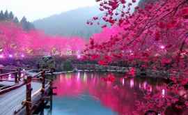 Japonia a anulat sărbătoarea înfloririi cireșilor
