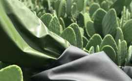Новое изобретение Искусственная кожа из кактуса