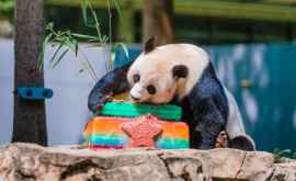 SUA vor întoarce Chinei ursul panda care sa născut la grădina zoologică din Washington