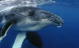 Исследование горбатым китам больше не грозит вымирание