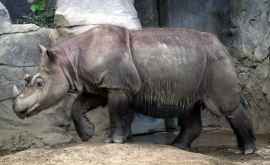 În Malaezia a murit ultimul rinocer de Sumatra 