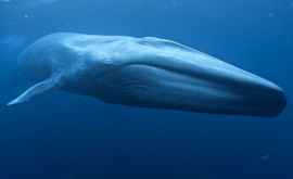 Биологи впервые измерили пульс синего кита