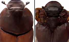Генетики выяснили как жуки получили свои рога