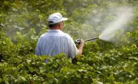 ANSP În doi ani 14 persoane au decedat după ce sau intoxicat cu pesticide
