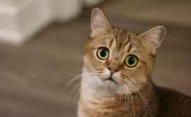 Биологи выяснили насколько хорошо люди понимают кошек