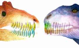 Учёные выяснили как часто динозавры меняли зубы