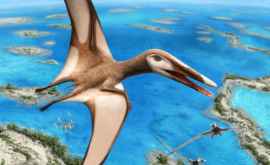 Paleontologii au descoperit un nou grup de pterozauri