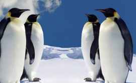 Ученые выяснили что пингвины заняли место динозавров