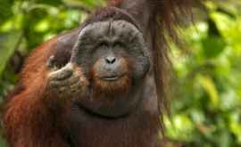 Биологи раскрыли секреты языка орангутангов