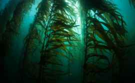 Studiu De acidificarea oceanelor sînt responsabile 88 de companii