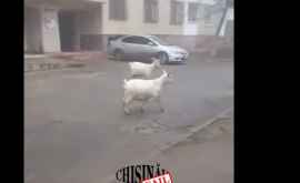 Пара коз разгуливала по улице на Ботанике ВИДЕО